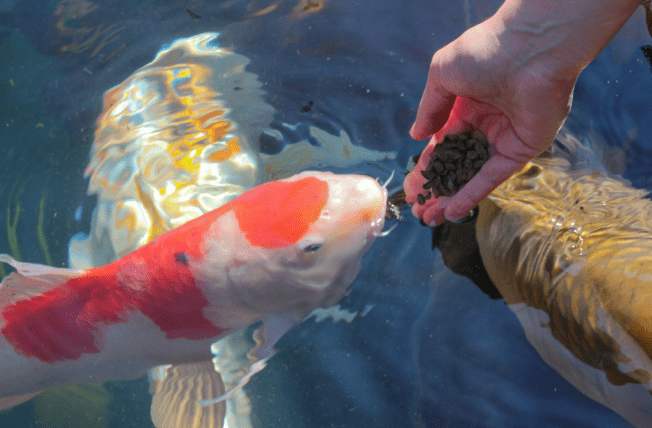 Koi Fish Blog 1200 X 675